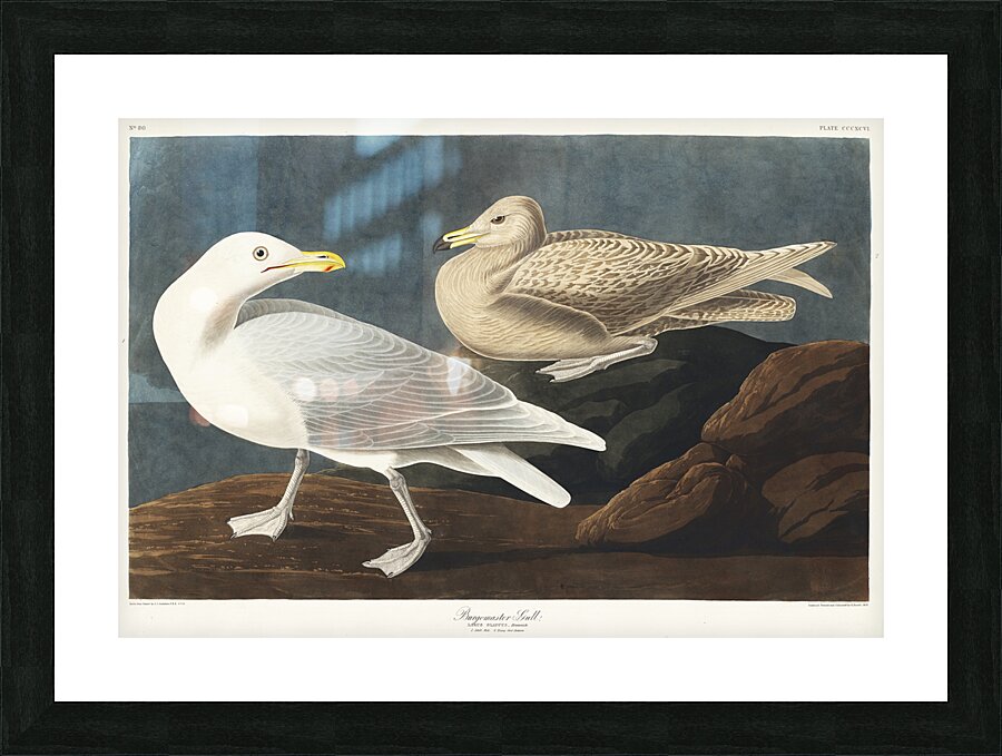 Burgomaster Gull Picture Frame print