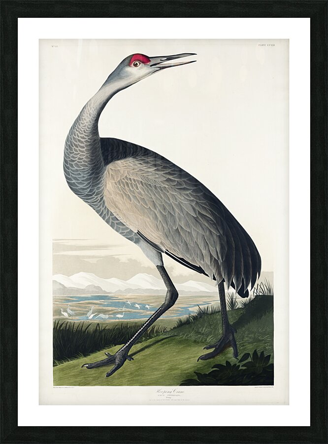 Hooping Crane Picture Frame print