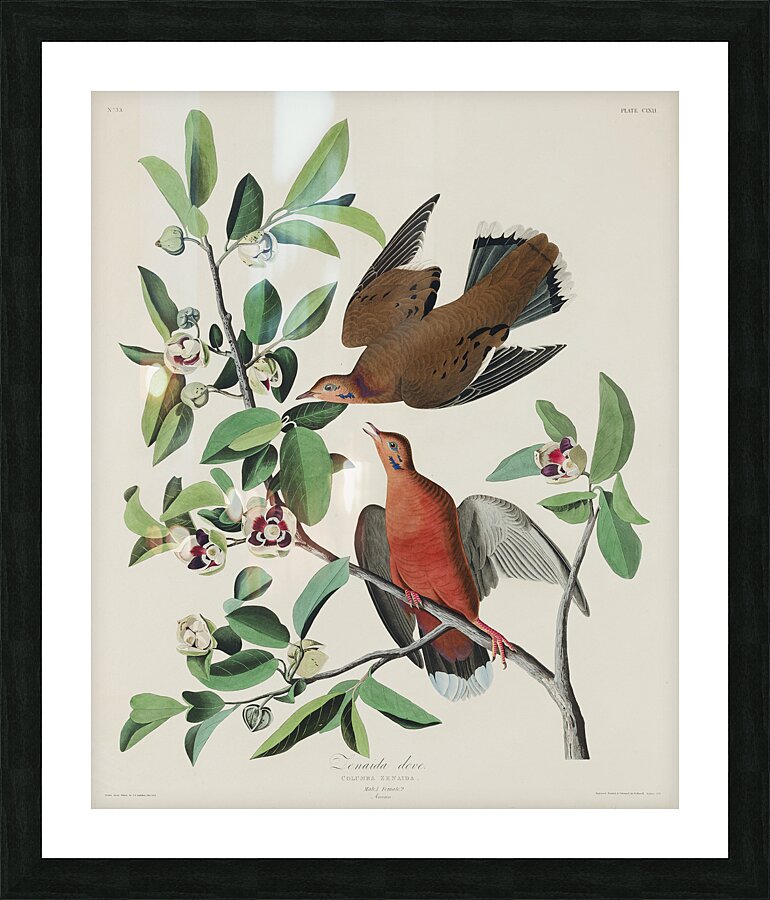 Lenaida Dove Picture Frame print