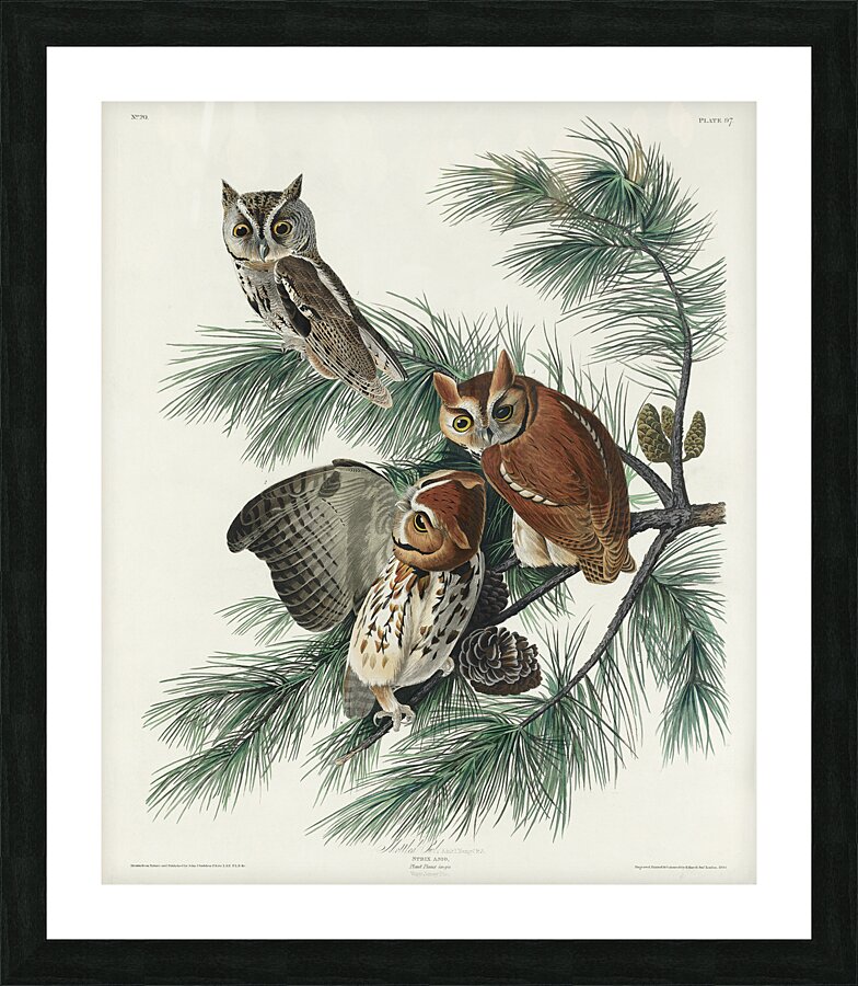 Little Screech Owl Picture Frame print