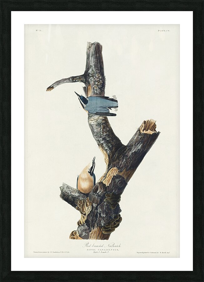 Red-breasted Nuthatch Picture Frame print