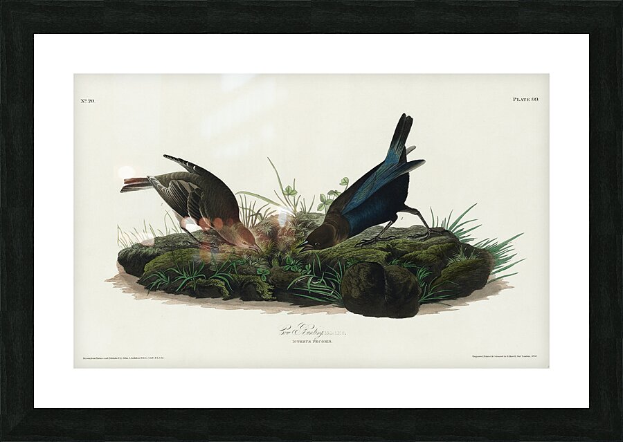 Cow-pen Bird Picture Frame print