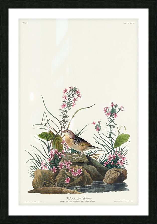 Yellow-winged Sparrow Picture Frame print