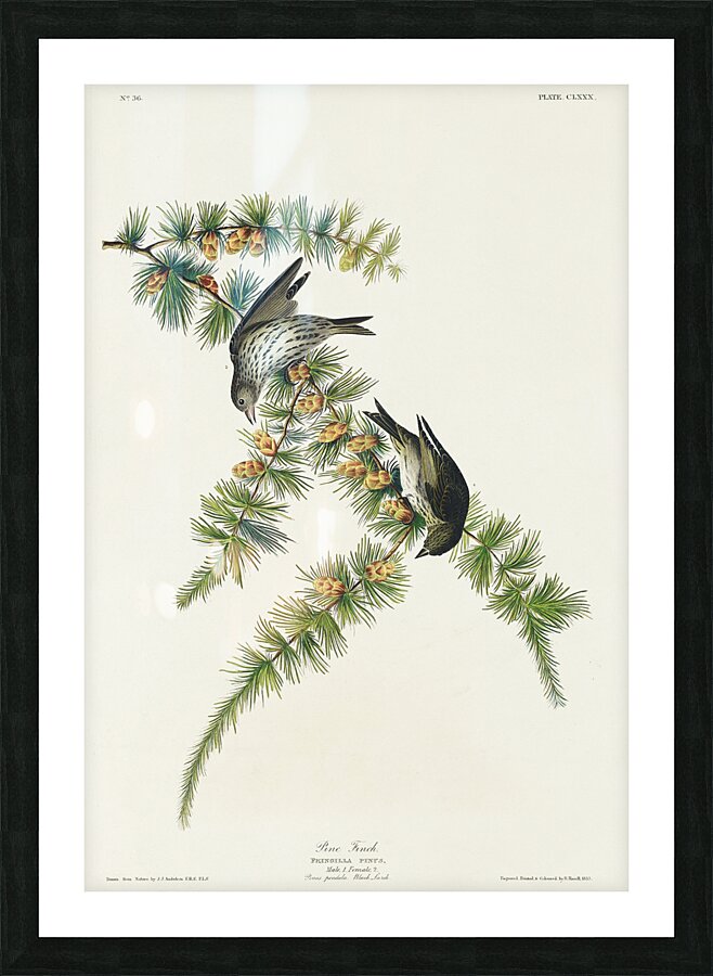 Pine Finch Picture Frame print