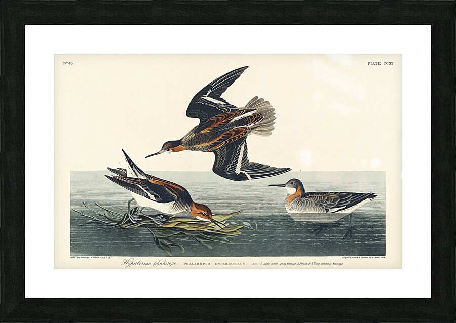 Hyperborean phalarope Picture Frame print