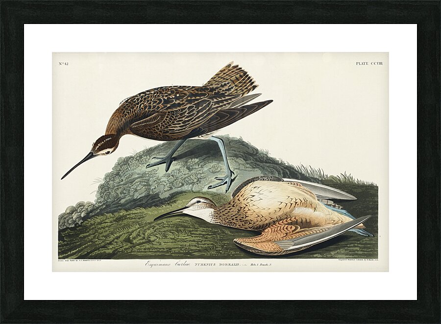 Esquimaux Curlew Picture Frame print