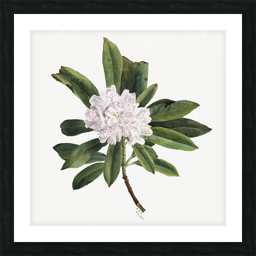 Rhododendron Rhododendron maximum 1880 Picture Frame print