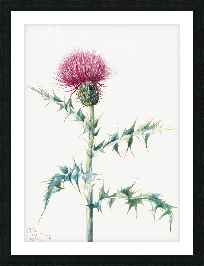 Thistle Cirsium arizonica 1938 Picture Frame print