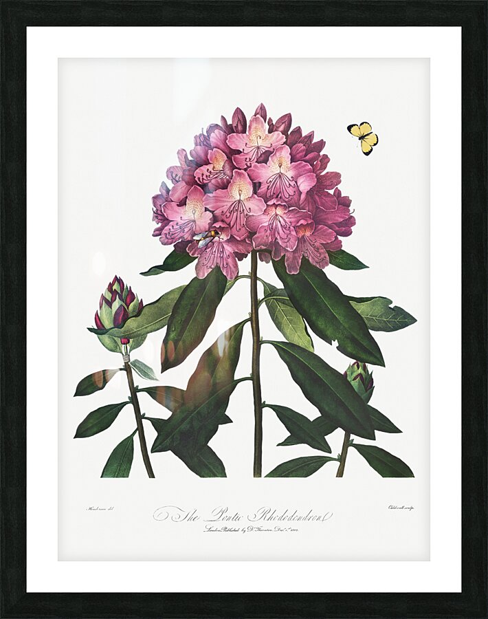The Pontic Rhododendron Picture Frame print