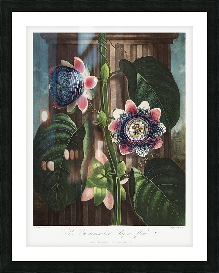 The Quadrangular Passion Flower Picture Frame print