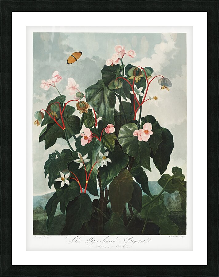 The Oblique–Leaved Begonia Picture Frame print