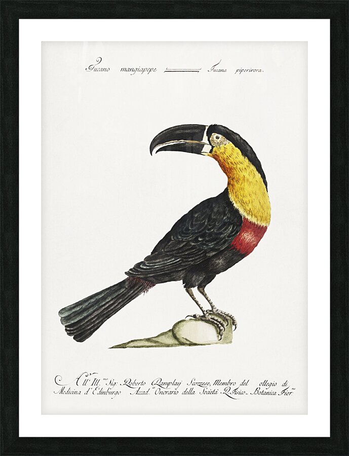 Tucana Piperivora Mangiapepe Toucan Picture Frame print