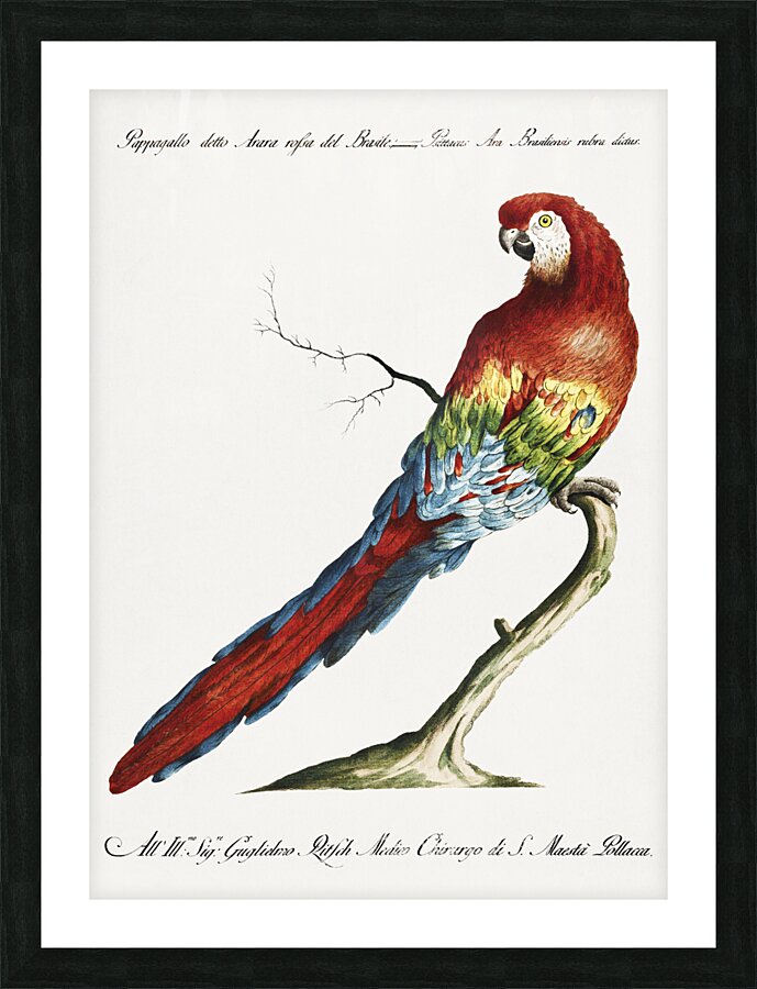 Pappagallo detto arara rossa del Brasile Macaw Picture Frame print