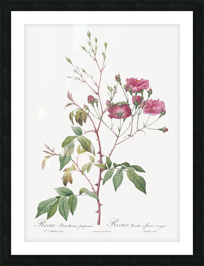 Pink noisette roses Picture Frame print