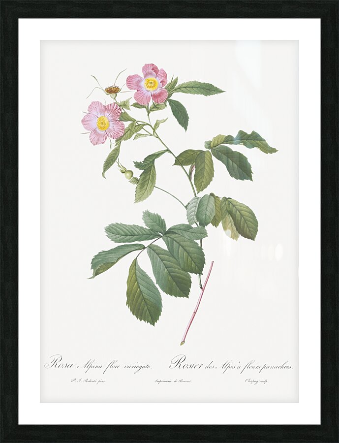 Pink alpine roses Picture Frame print