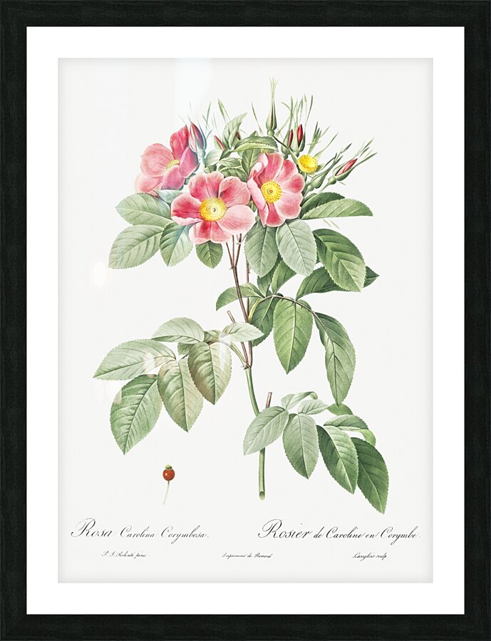 Blooming pink rosebush Picture Frame print