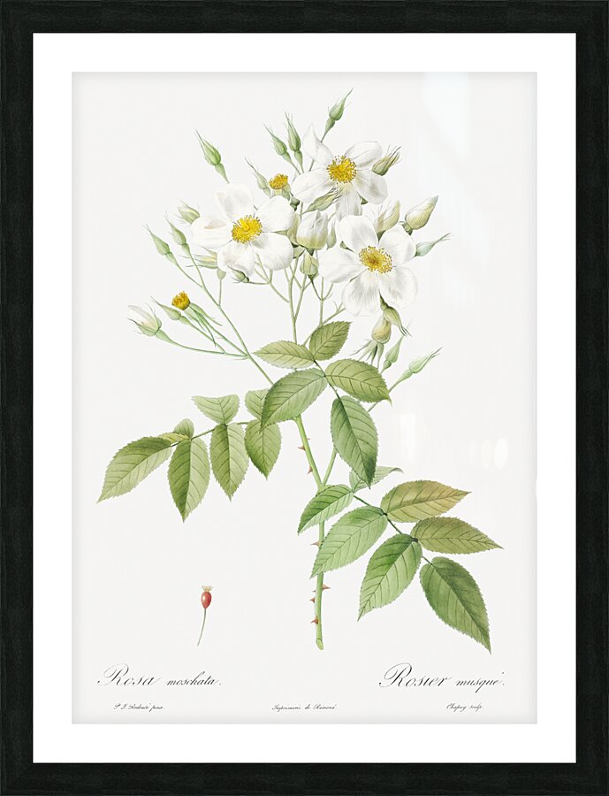 Vintage musk rose Picture Frame print