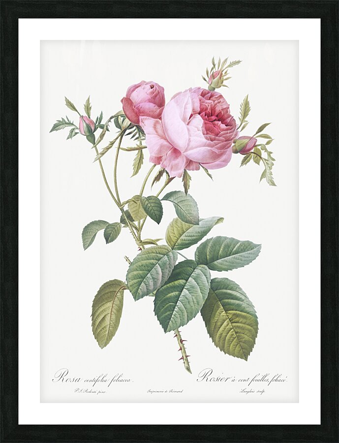 Pink cabbage rose Picture Frame print