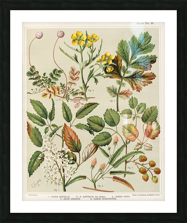 Sarah Featon 007 Picture Frame print