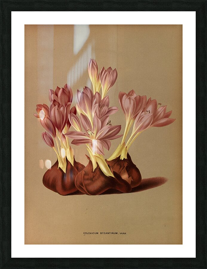 Album van Eeden : Haarlems flora : 1872-1881 Picture Frame print