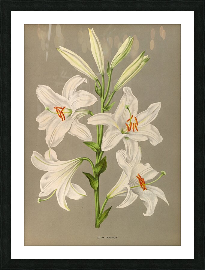 Album van Eeden : Haarlems flora : 1872-1881 Picture Frame print