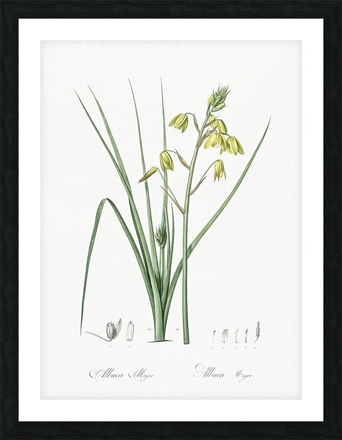 Slime Lily illustration  Picture Frame print