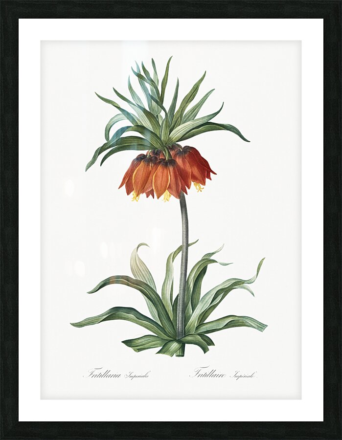 Fritillaries illustration  Picture Frame print
