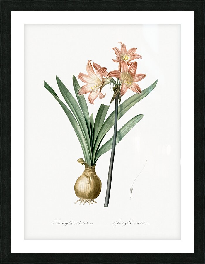 Amaryllis Belladonna illustration  Picture Frame print
