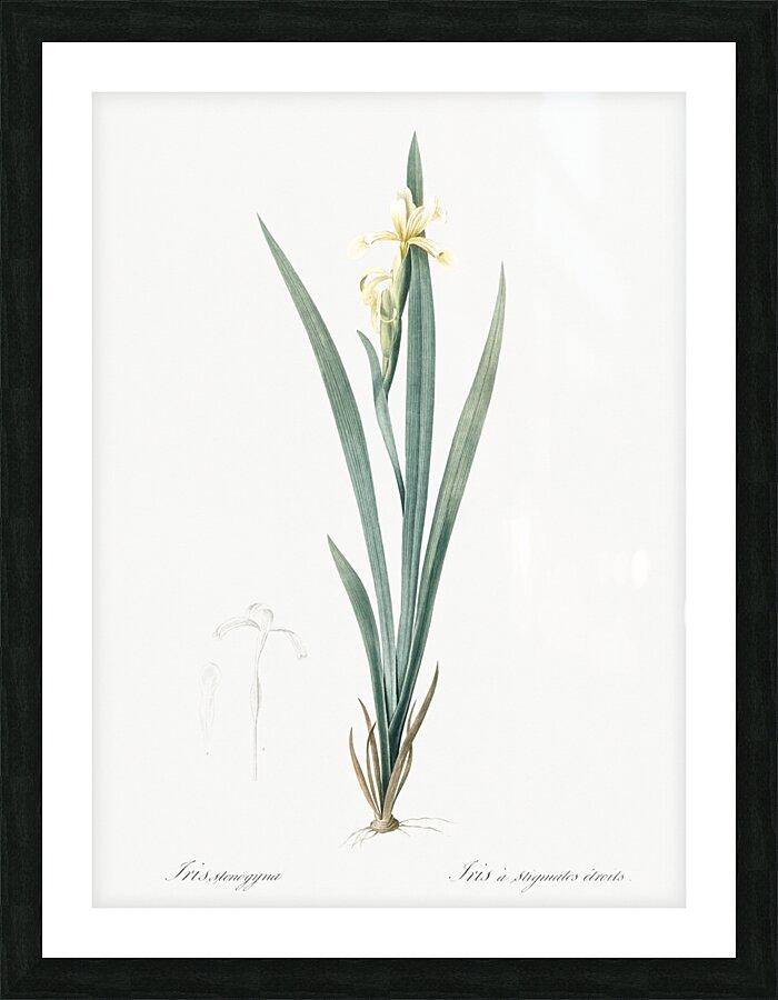 Yellow banded iris illustration  Picture Frame print