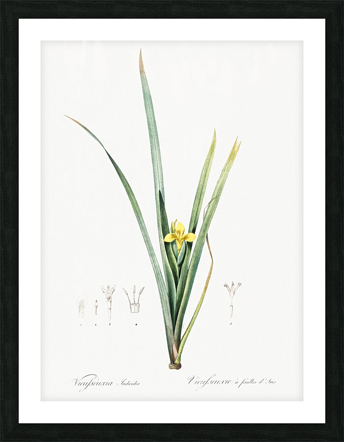 Yellow iris illustration  Picture Frame print