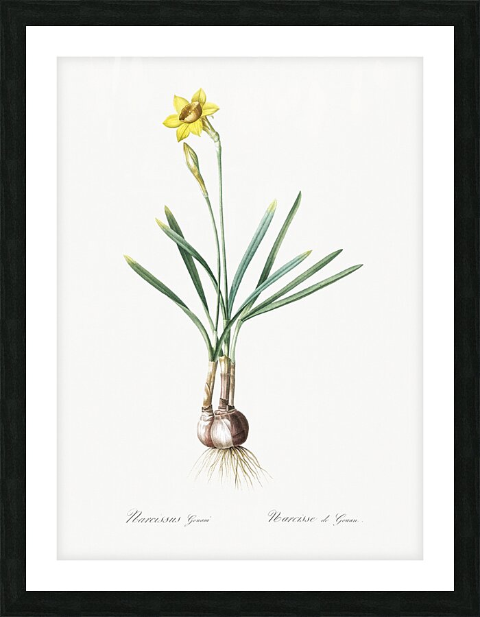 Narcissus Gouani illustration  Picture Frame print