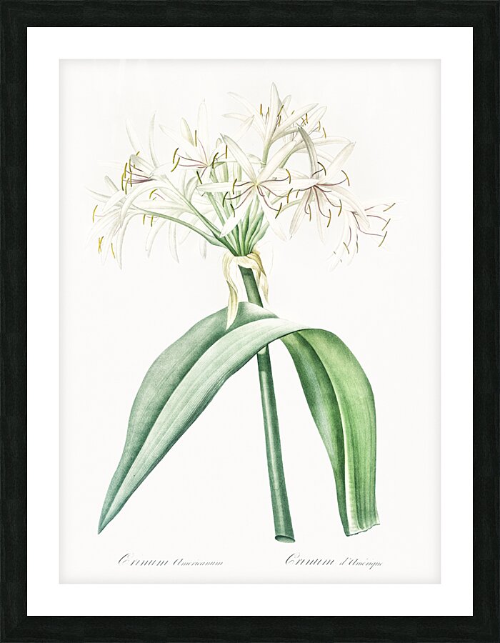 Florida swamp-lily illustration  Picture Frame print