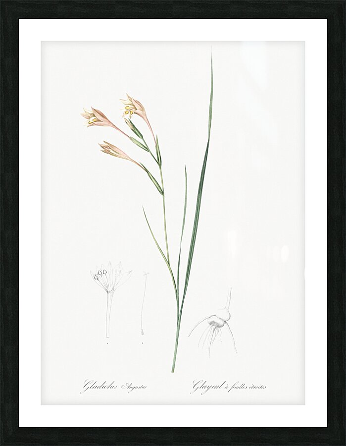 Long-tubed painted lady illustration  Picture Frame print