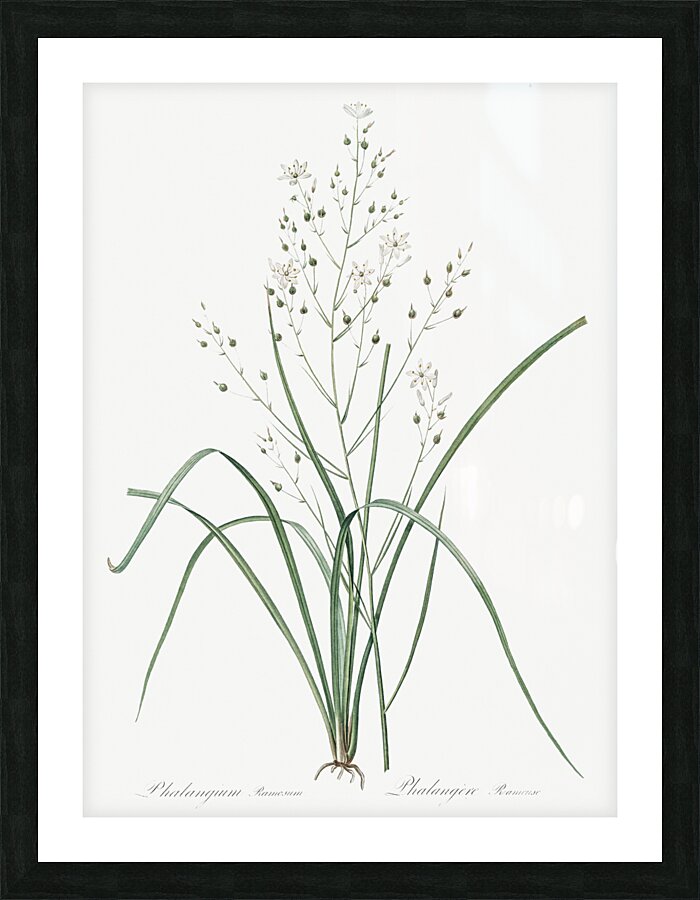 Branched St Bernard & lily illustration  Picture Frame print