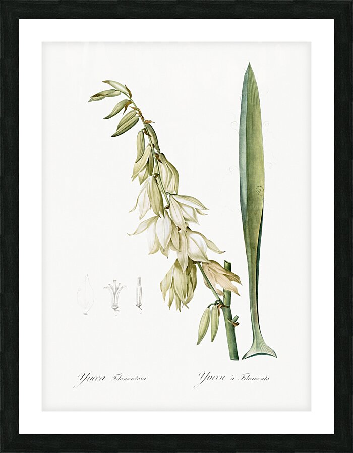 Adam & needle illustration  Picture Frame print