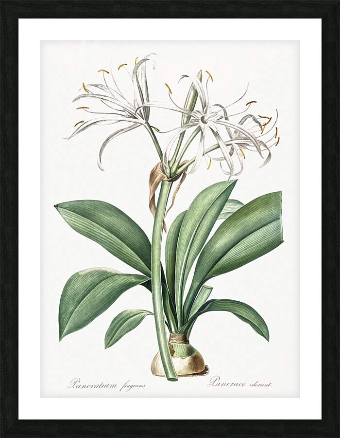 Spider lily illustration  Picture Frame print