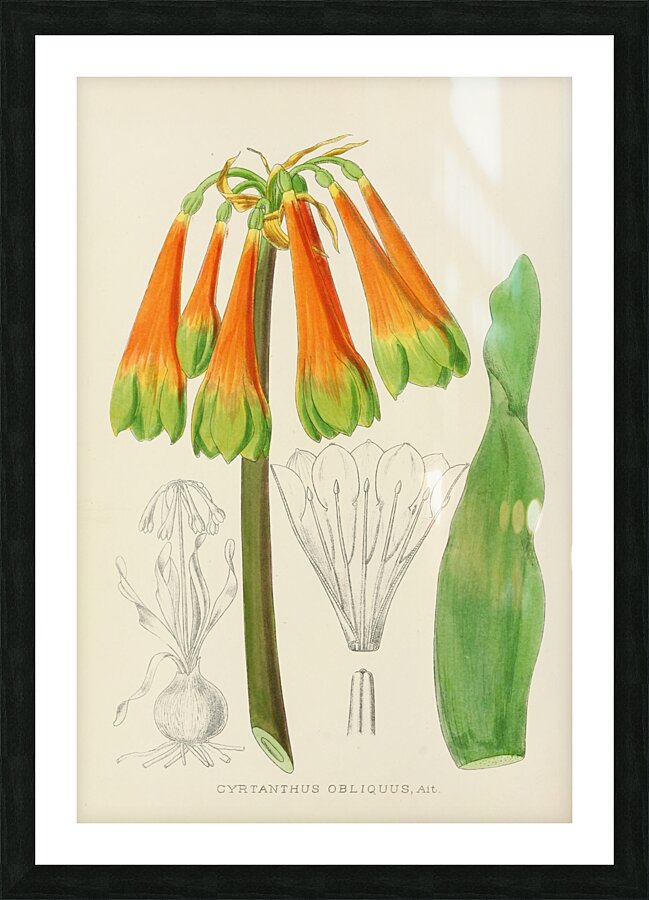 Cyrtanthus Obliquus Picture Frame print