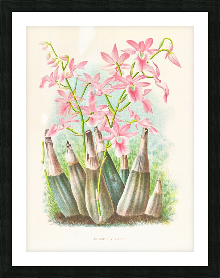 Calanthe veitch Picture Frame print