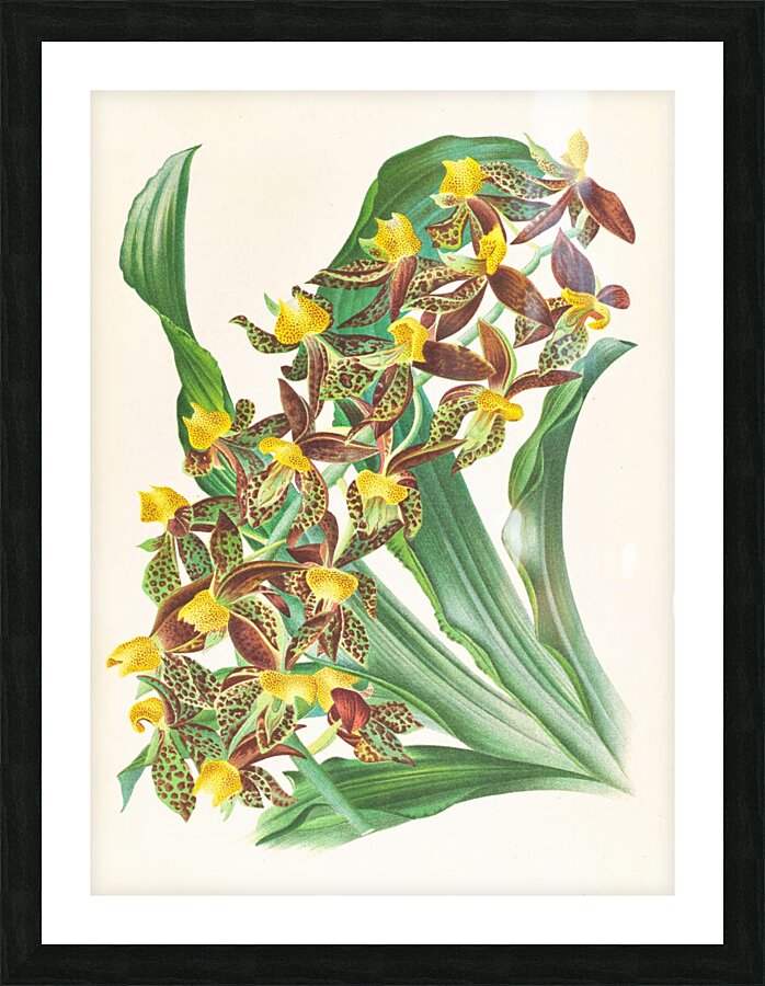 Catasetum rodigasianum Picture Frame print