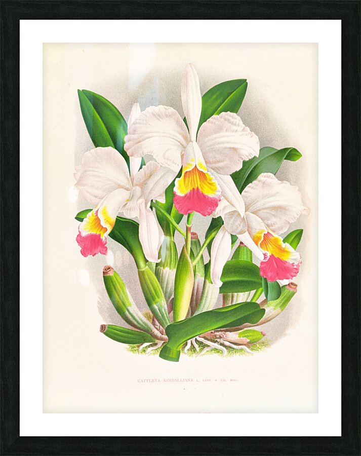 Cattleya kimballiana Picture Frame print