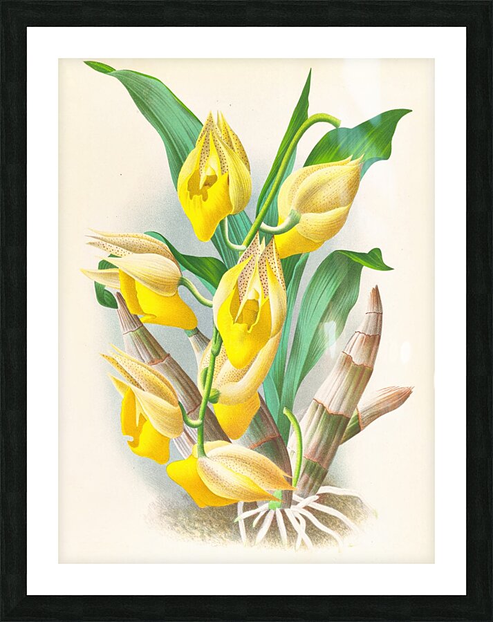 Catasetum macrocarpum Picture Frame print