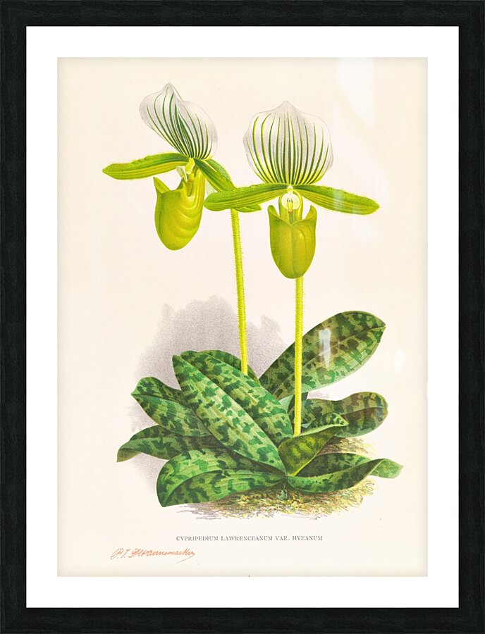 Cypripedium lawrenceanum var hyeanum Picture Frame print