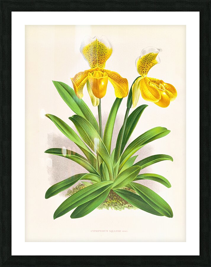 Cypripedium sallieri Picture Frame print