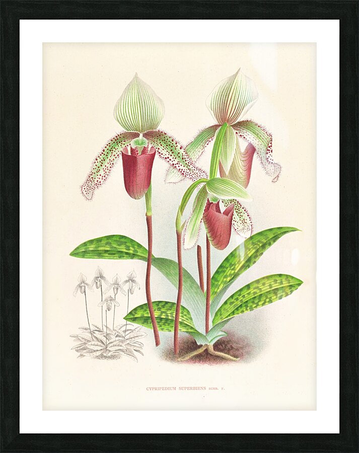 Cypripedium superbiens  Picture Frame print