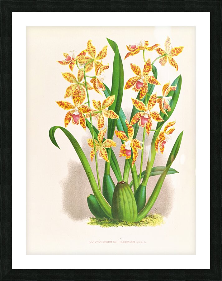 Odontoglossum schillerianum Picture Frame print