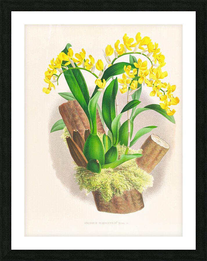 Oncidium warscewiczi Picture Frame print