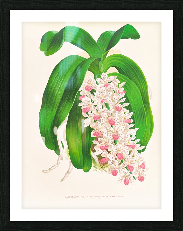 Saccolabium giganteum var illustre Picture Frame print
