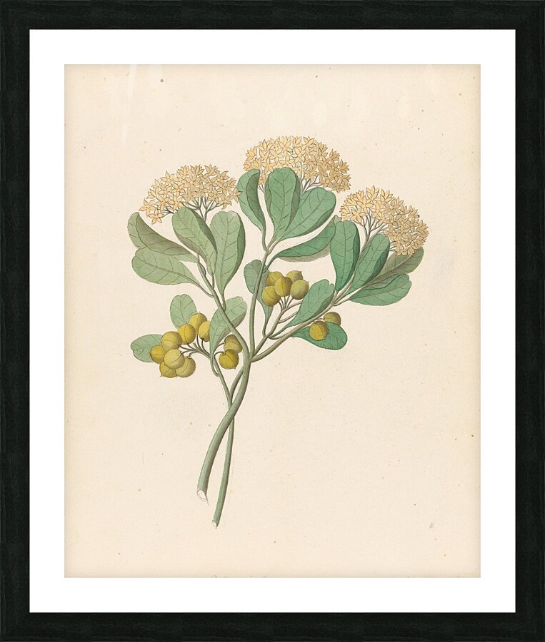 Pentandria Mon. [Pittosporum viridiflorum] 1817 Picture Frame print