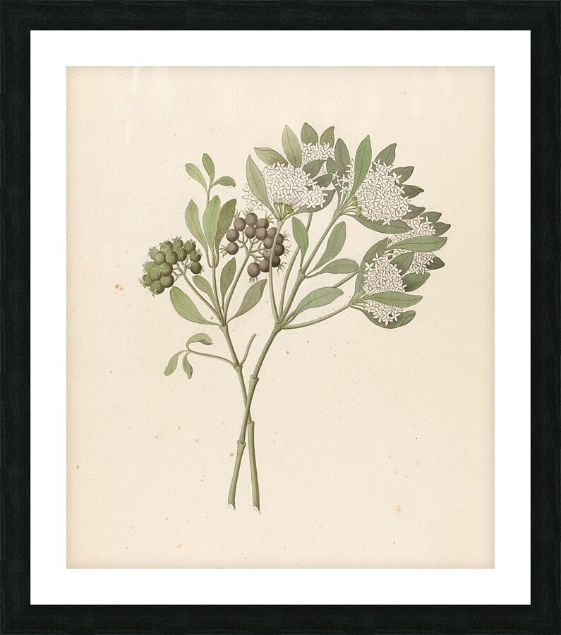 Pavetta caffra [Pavetta lanceolata] 1817 Picture Frame print