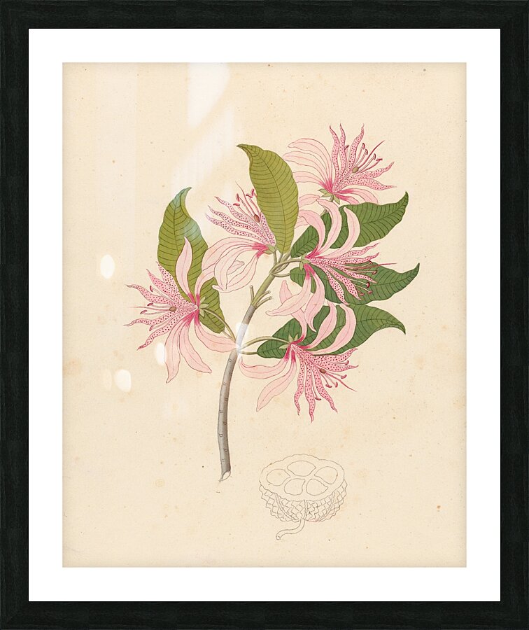 Calodendrum capense 1817 Picture Frame print